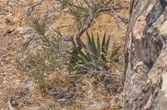 Agave utahensis kaibabensis