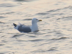 Larus argentatus
