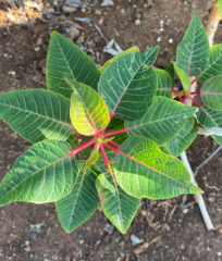 Euphorbia pulcherrima