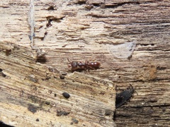 Stigmatomma pallipes