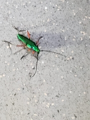 Plinthocoelium chilense