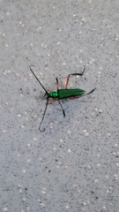 Plinthocoelium chilense