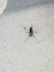 Plinthocoelium chilense