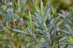 Andromeda polifolia glaucophylla