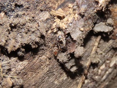 Stigmatomma pallipes