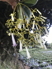Palicourea lineariflora