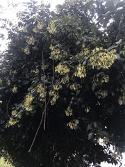 Palicourea lineariflora
