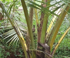 Galloperdix spadicea