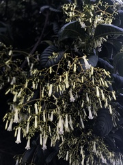 Palicourea lineariflora
