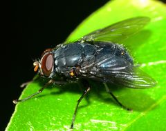 Calliphoroides antennatis
