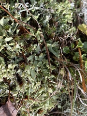 Cladonia turgida