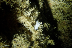 Polycera tricolor