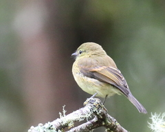 Myiophobus flavicans