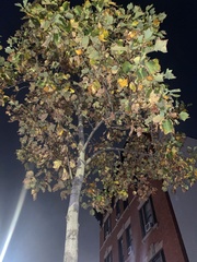 Liriodendron tulipifera