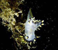 Polycera tricolor