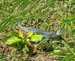 Ameiva praesignis