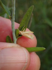 Rhinotropis cornuta