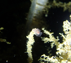 Ectopleura marina