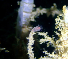 Ectopleura marina