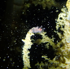 Ectopleura marina