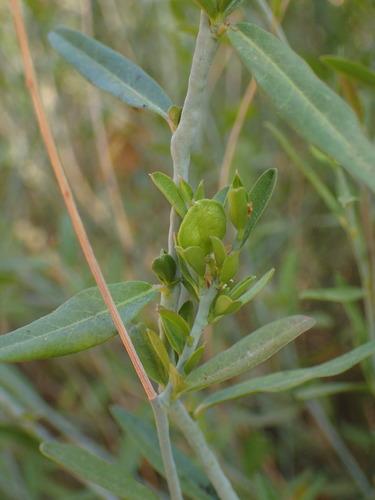 Rhinotropis cornuta, photograph 1