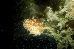 Boltenia villosa
