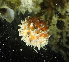 Boltenia villosa