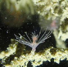 Ectopleura marina