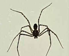 Scytodes longipes