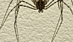Scytodes longipes