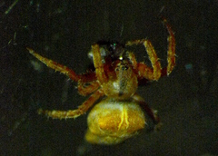 Cyrtophora citricola