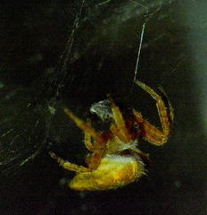 Cyrtophora citricola