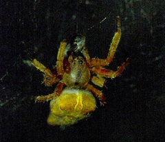 Cyrtophora citricola