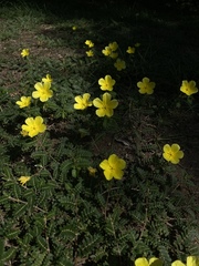 Tribulus cistoides