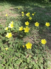 Tribulus cistoides