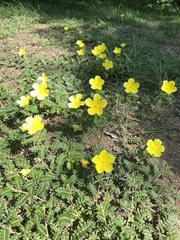 Tribulus cistoides