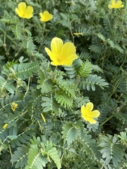 Tribulus cistoides