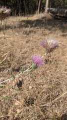 Cirsium wheeleri