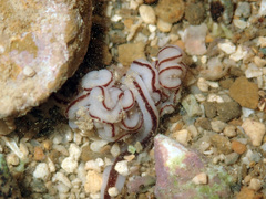 Baseodiscus hemprichii