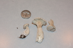 Clitopilus cystidiatus