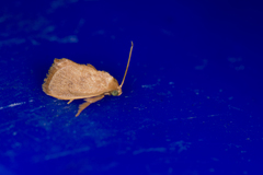 Flavinarosa obscura