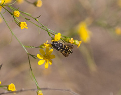 Acmaeodera macra