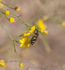 Acmaeodera macra