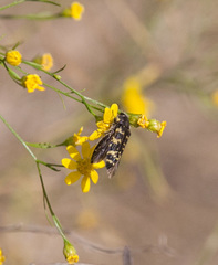 Acmaeodera macra