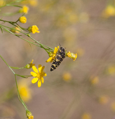Acmaeodera macra