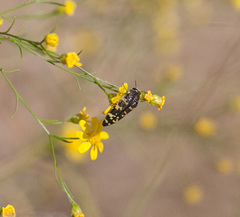 Acmaeodera macra