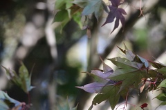 Acer palmatum