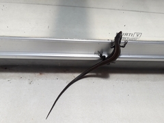 Pholidobolus montium