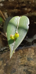 Pleurothallis truncata