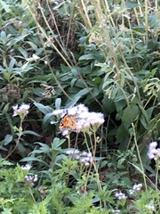Danaus plexippus